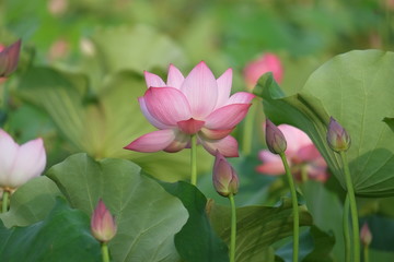 Lotus flower and Lotus flower plants © cristaltran