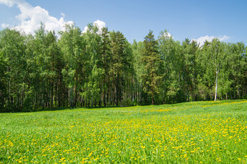 поляна с одуванчиками и лесом © 7ynp100