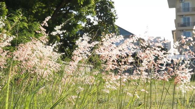 Grass flowers