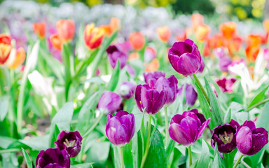 Blooming of tulips flowers in the garden soft focus.