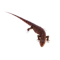 The chinese crocodile lizard on white