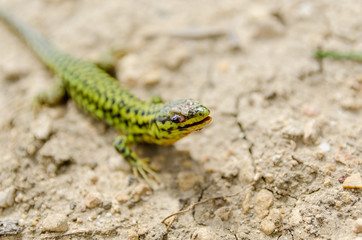 Naklejka premium Cominotto Maltese wall lizard