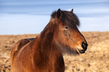 Brown icelandic pony on a meadow