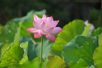 Lotus flower and Lotus flower plants