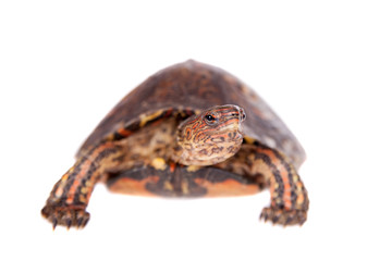 The Painted wood turtle on white