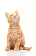Fototapeta premium Red kitten looking up isolated on white background