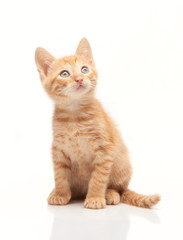 Obraz premium Cute red kitten looking upside
