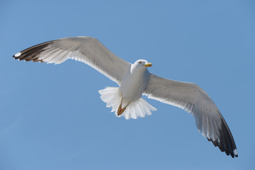 Obraz premium European Herring Gull