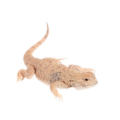 Secret Toad-Headed Agama on white