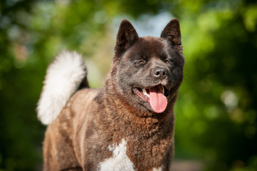 Portrait of american akita dog 