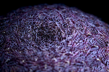 macro echinocereus rubispinus succulent plant