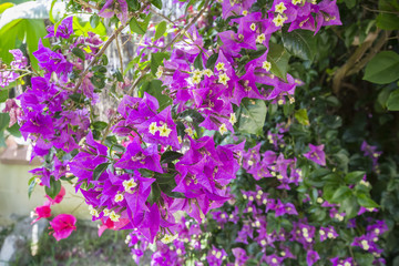 Obraz premium Bougainvillea flower