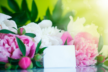 blooming peony