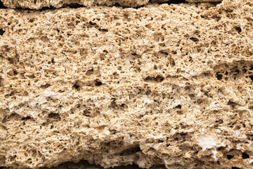 Texture shell limestone closeup