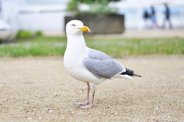 Seagull