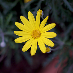 Yellow Daisy Closeup