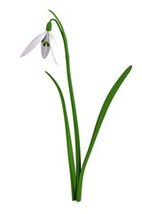 3d render of Galanthus Nivalis