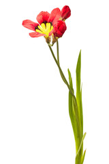 Cygański kwiat (Sparaxis tricolor)