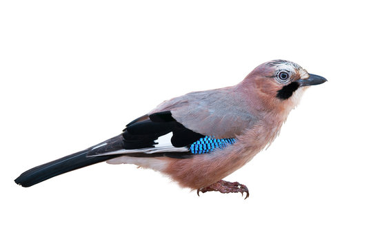 Картинка сойка для детей на прозрачном фоне