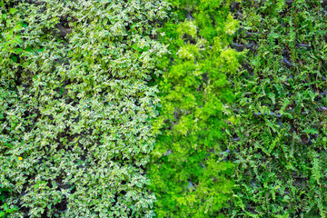 many kinds of plant on wall as background