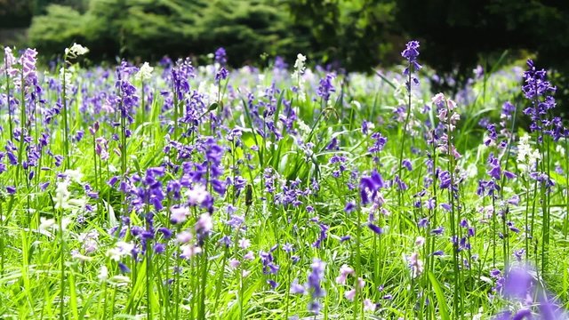 Beautiful Spring bluebell forest, HD footage.