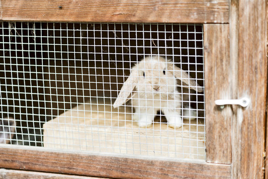 kleines Kaninchen im Stall