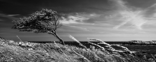 Lonely tree in black and white