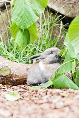 Baby Kaninchen im Aussengehege
