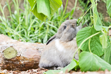 Baby Kaninchen im Aussengehege