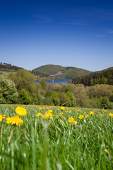 L&ouml;wenzahn-Wiese und Diemelsee im Sauerland