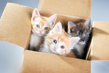 kittens in a cardboard box