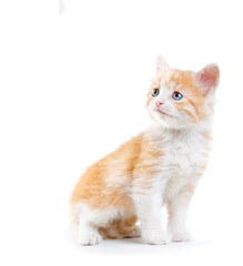 Obraz premium Little red fluffy kitten