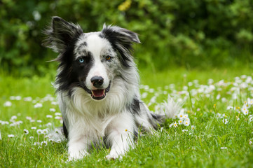Border Collie
