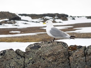 Kittiwake in the Arctic