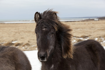 Obraz premium Portrait of a black Icelandic horse