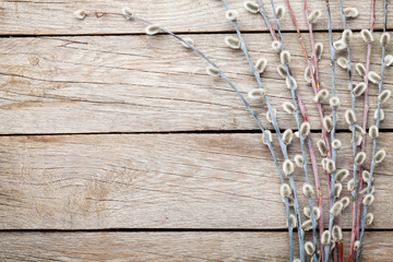 Pussy willow © evgeeenius