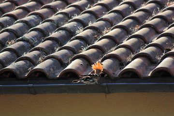 Huppe sur le toit © helenedevun