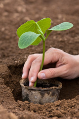 planting of pumpkin seedling