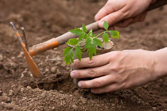 planting of seedling of tomatoes