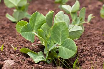 young sprouts of green peas