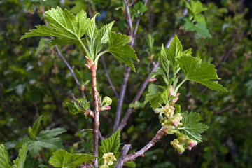 flowering currant black branch