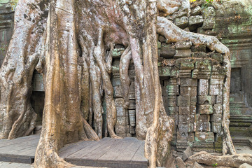 Fototapeta na wymiar tree temple old