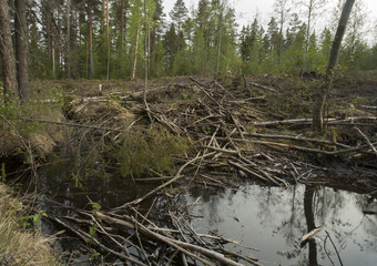 Remains after forestry and beaver damming