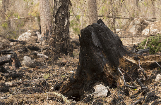 Burnt stub in natural forest after a big forest fire