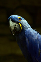 Pappagallo Blu,  Animale, Uccello,  Blue Parrot as Bird