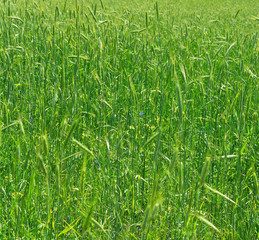 green wheat