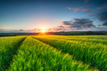 Barley Field Landscape