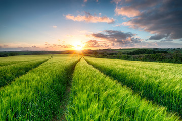 Cornwall Countryside
