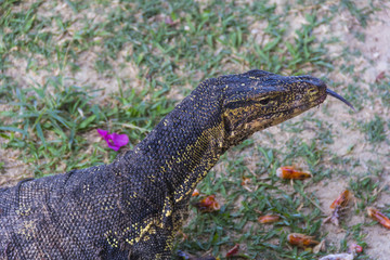 water monitor live habitat where is Racha Island.