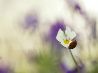 Fototapeta premium Ladybug, Coccinella septempunctata on heartsease